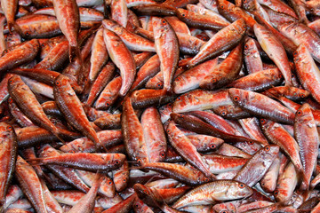 Sardine