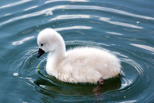 45 Best Bebe Cygne Images Stock Photos Vectors Adobe Stock 45 Best Bebe Cygne Images Stock Photos Vectors Adobe Stock
