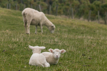 Naklejka na ściany i meble newborn lambs with ewe in background
