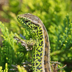 Zauneidechse - Lacerta agilis