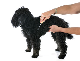 puppy poodle and brush