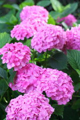 ortensie rosa_ fiori