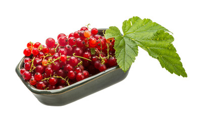 Red currant