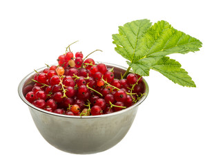 Red currant