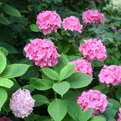 ortensie rosa_ fiori