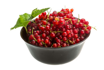 Red currant