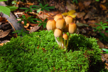 mushrooms on stump