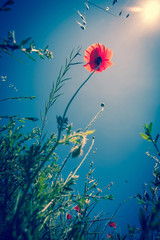 Fototapeta na wymiar Beautiful red poppy and blue sky