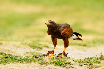 Harris hawk