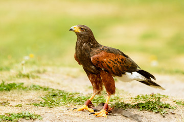 Obraz premium Harris hawk