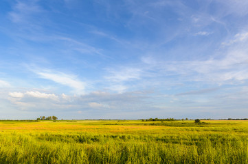 Fototapeta premium Sunny green field and blue sky. Evening.