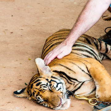 Young tiger cub in famous Tiger Temple in Kanchanaburi, Thailand