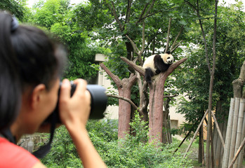 woman photographer taking photo of panda  © lzf