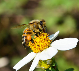 Bees to a flower.