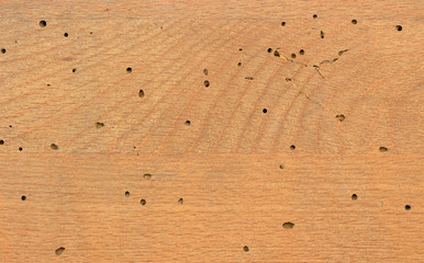 Old grunge wooden texture with termite