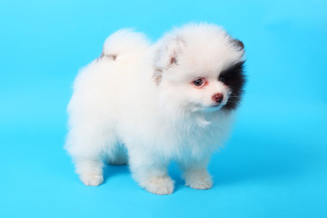 Spitz puppy