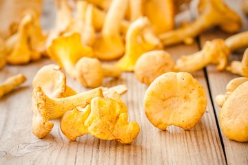 fresh chanterelle mushrooms on a wooden background