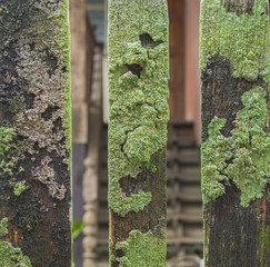 detail of moss and lichen on  fence