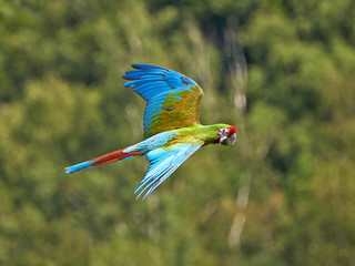 Military Macaw (Ara militaris) © dennisjacobsen