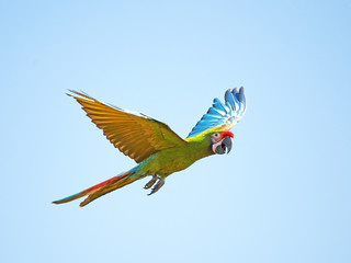 Military Macaw (Ara militaris)