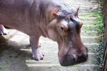 cute hippopotamus in the zoo