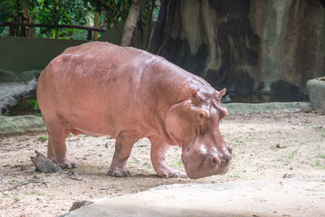 cute hippopotamus in the zoo