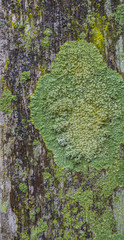 detail of moss and lichen on  fence