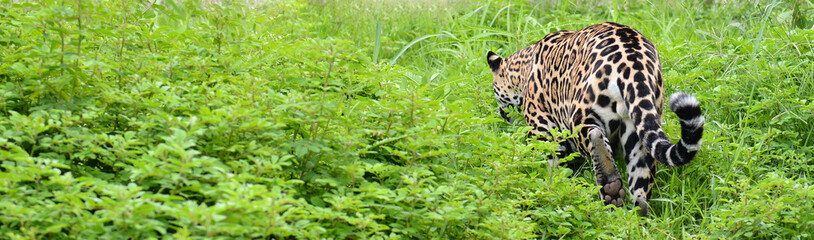 jaguar - obrazy, fototapety, plakaty
