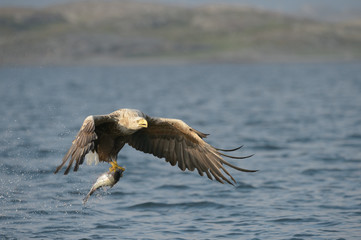 White-tailed Eagle with catch.