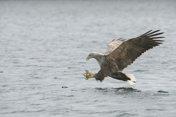White-tailed Eagle