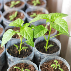 Sweet pepper sprouts