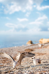 seagulls on the beach