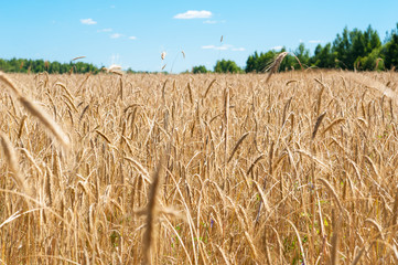 field with ripe wheat