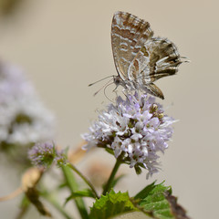 farfalla