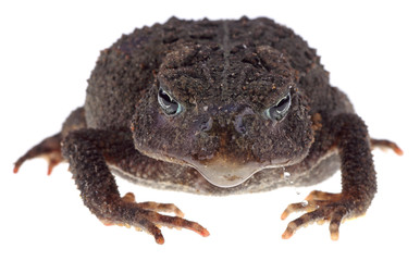 Closeup of a Toad