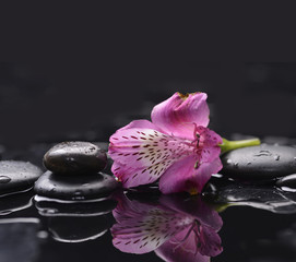 Fototapeta na wymiar New beautiful orchid and pebbles background