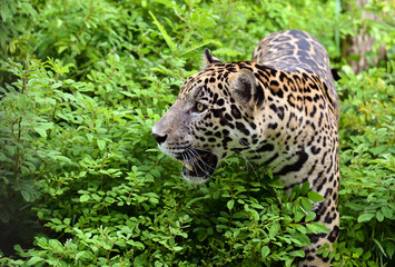 Fototapeta premium jaguar
