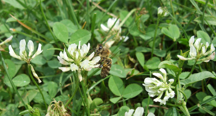 Bee and clover