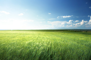 Plakat field of barley and sunny day