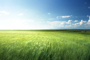 Gordijnen field of barley and sunny day © Iakov Kalinin