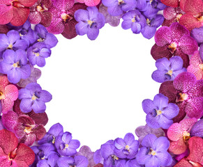 beautiful blooming orchid isolated
