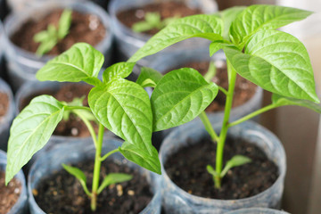 Sweet pepper sprouts