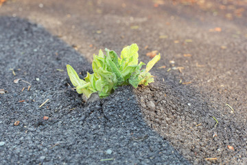 Sprout growing