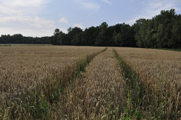 wheat field