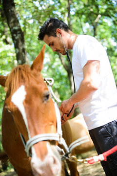handsome young veterinary ausculting horse with stethoscope © W PRODUCTION