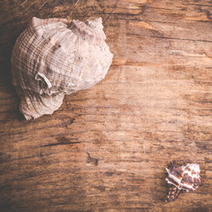 seashell on old wooden surface