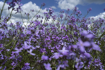 purple plants