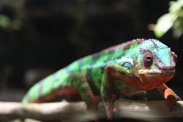 Iguana