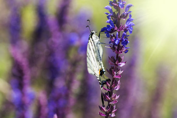 Podalirius on a wild sage