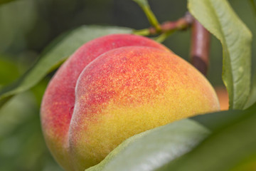 Ripe peach on the tree closeup